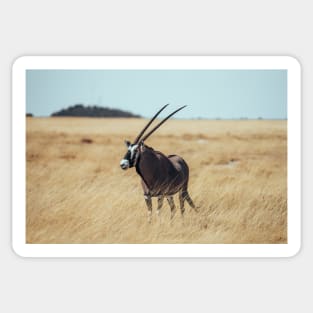 Kalahari Desert Gemsbok Sticker